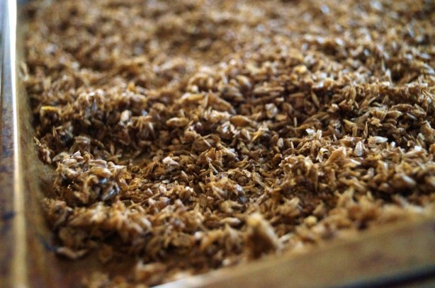 dried spent grain